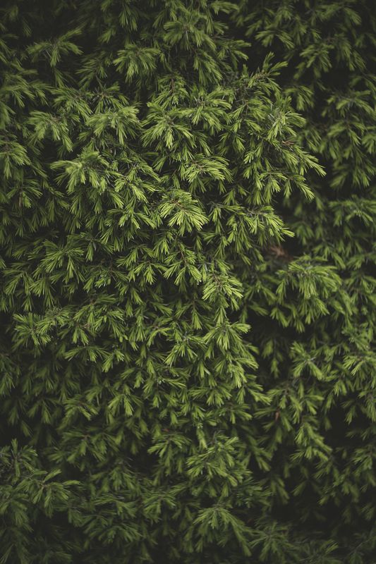 июнь... фото превью