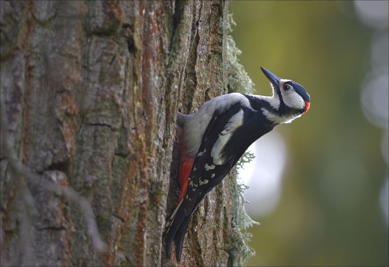 дятел На дубе... фото превью