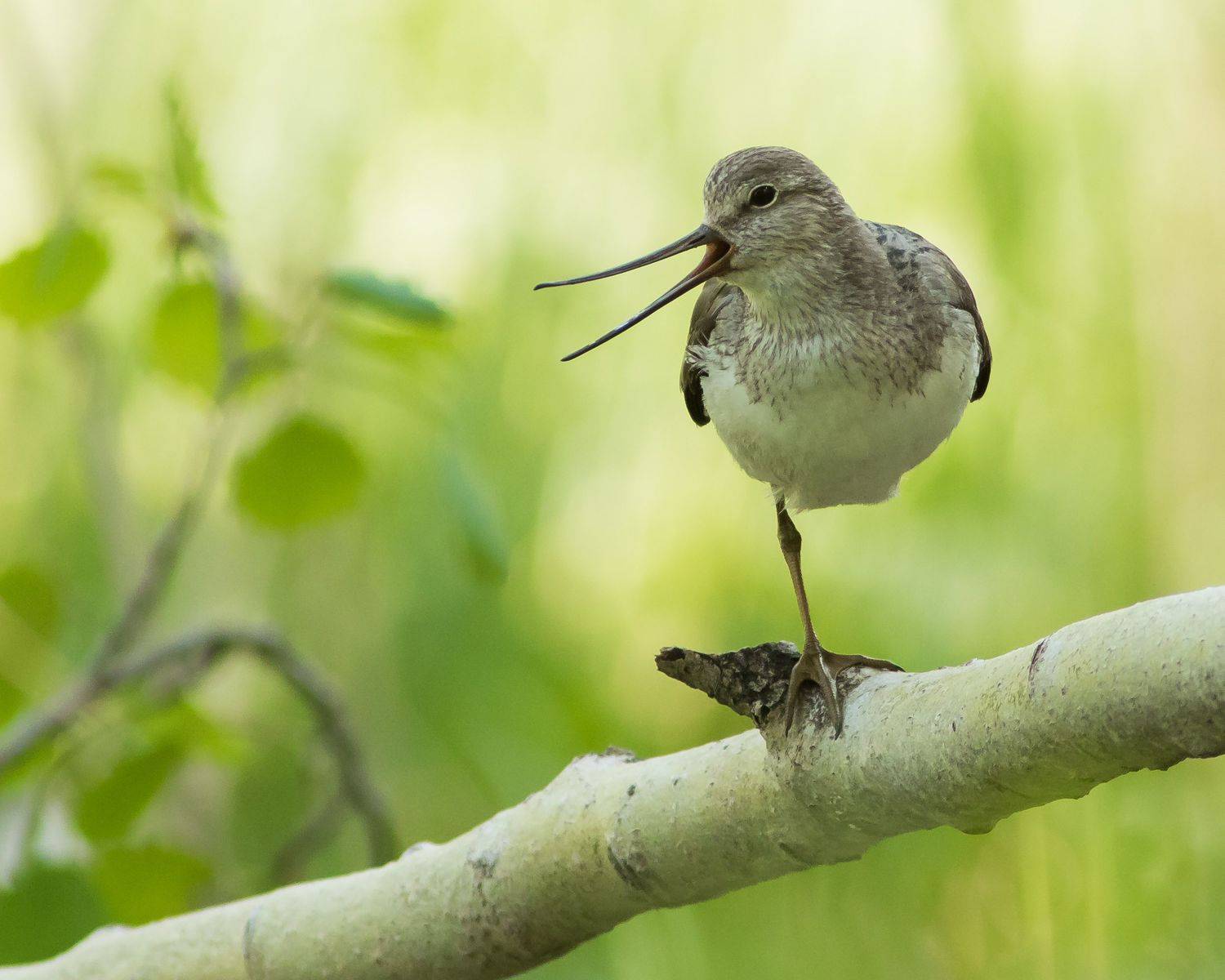 мородунка, Суслов Дмитрий