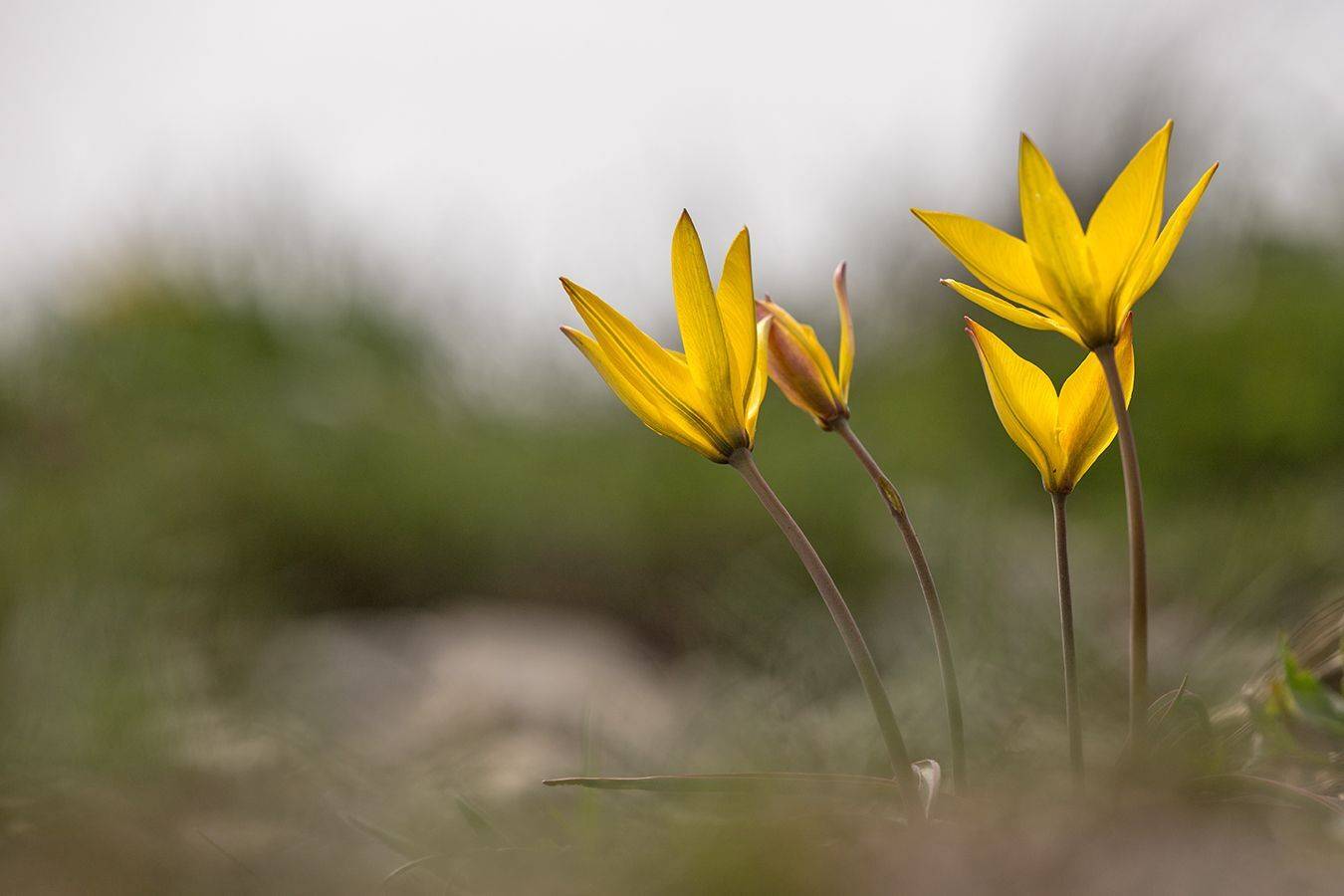 , Илья Михеев