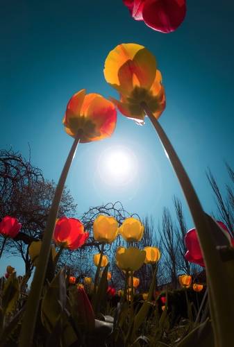 Элизий Боспорских тюльпанов.