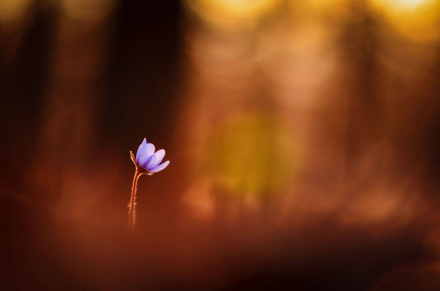 макро, цветы, цветок, одиночество, закат, краски заката, лес, тишина, покой, крик, пожар, forest, nature, macro, macro story, fowers, flower,, Виктория Быканова