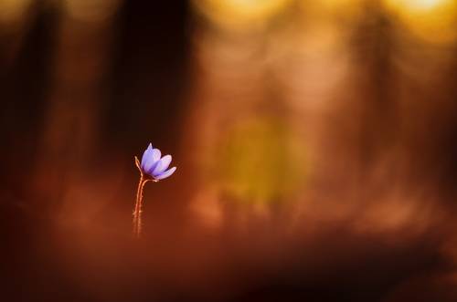 'To Burn In Loneliness' / 