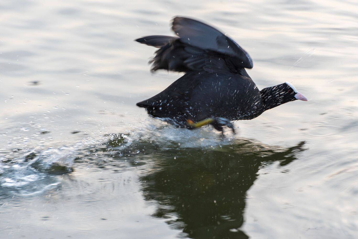 лысуха, fulica, atra, Алексей Рыльский
