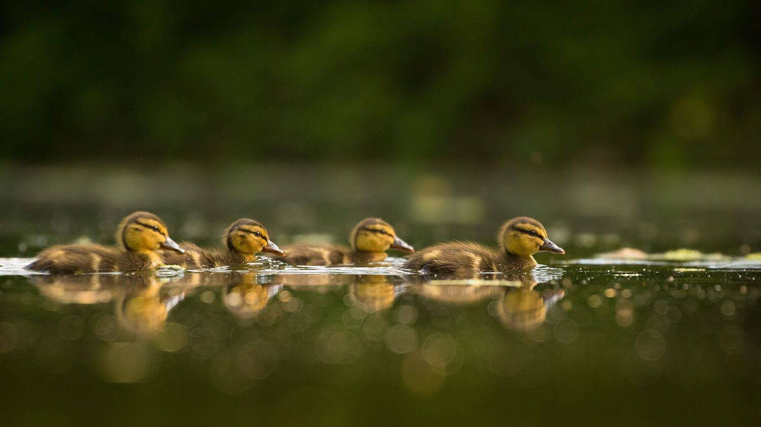 , Robert Adamec