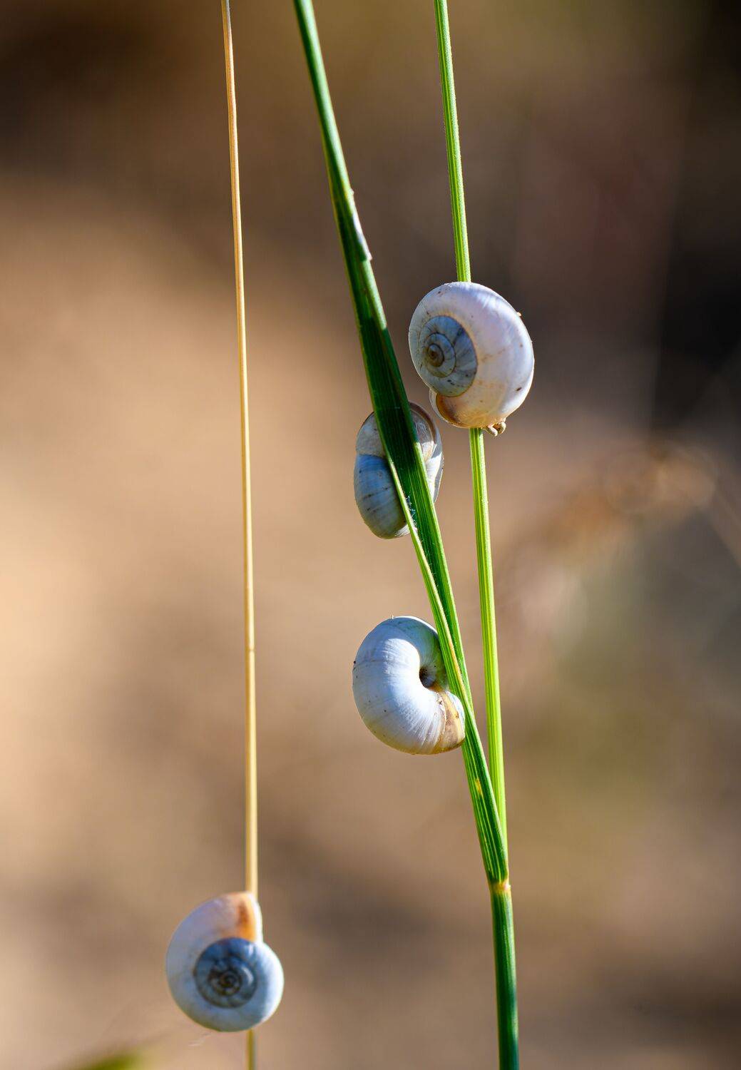 snail, grass, macro,  Mykhailo