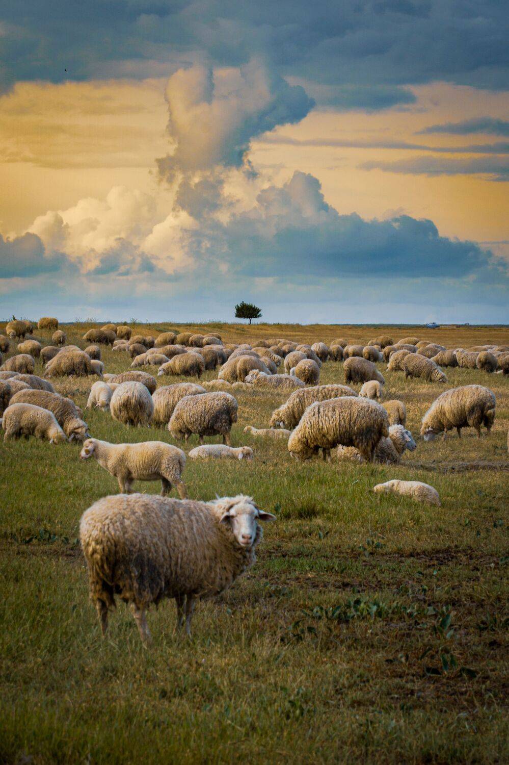 , Андрей Кривцов