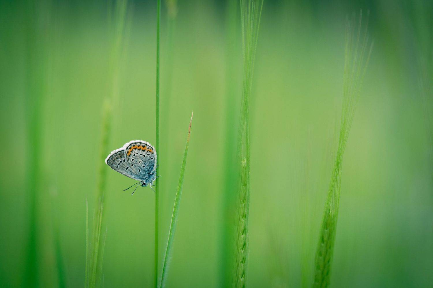 , Тодор Божков