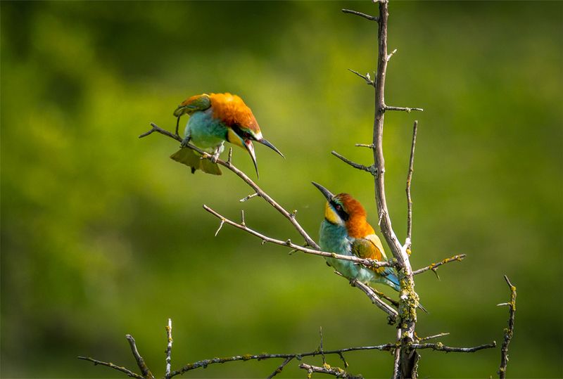 Семейные разборки фото превью