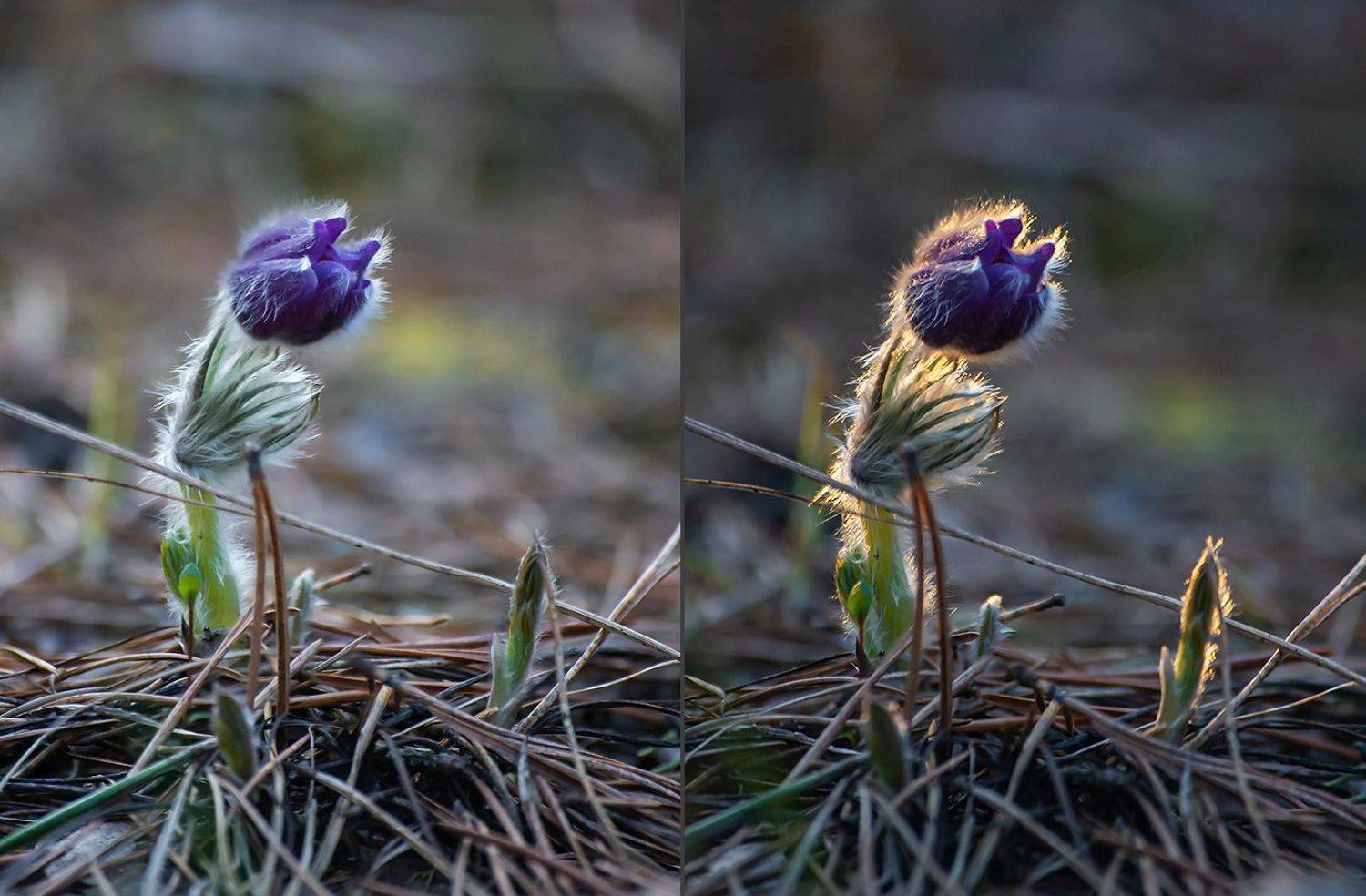 сон-трава, прострел раскрытый, мещёра, рязанская область, весна, закат, Валерий Пешков