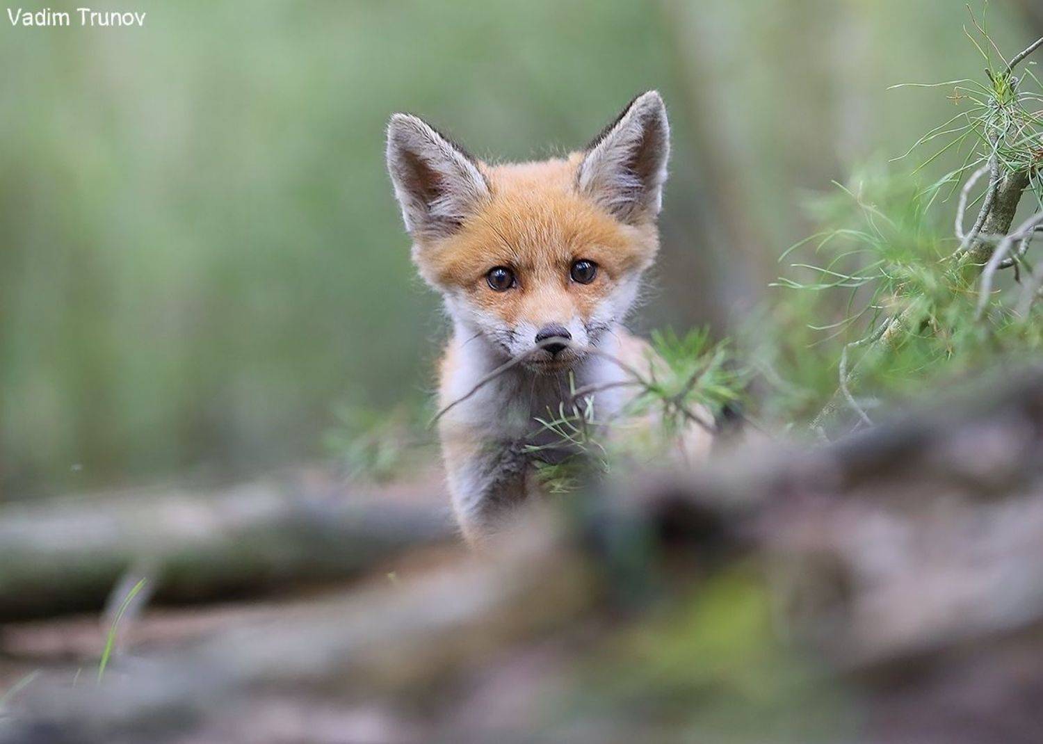 лисёнок, Вадим Трунов