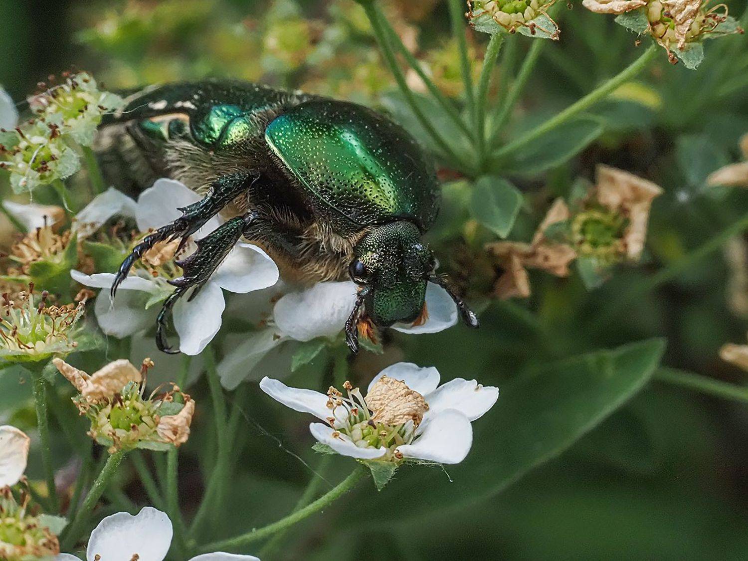 , Сергей Духанин