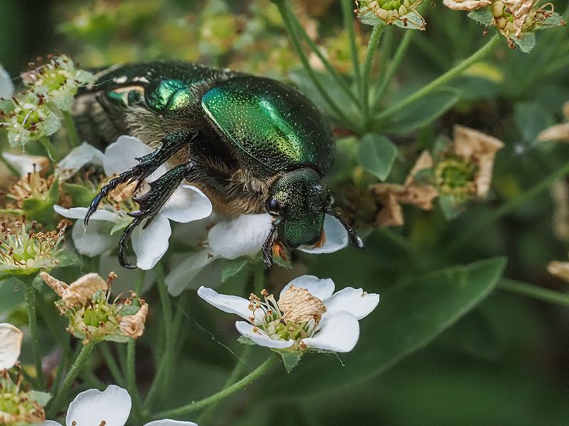 бронзовка золотистая фото превью