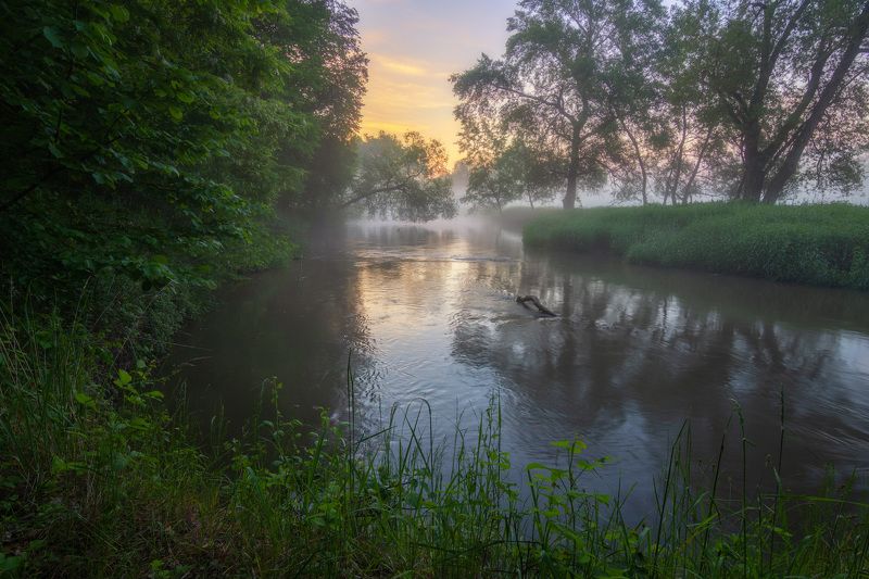 утро, рассвет, река, туман, morning, dawn, river, fog Раннее утро на реке фото превью