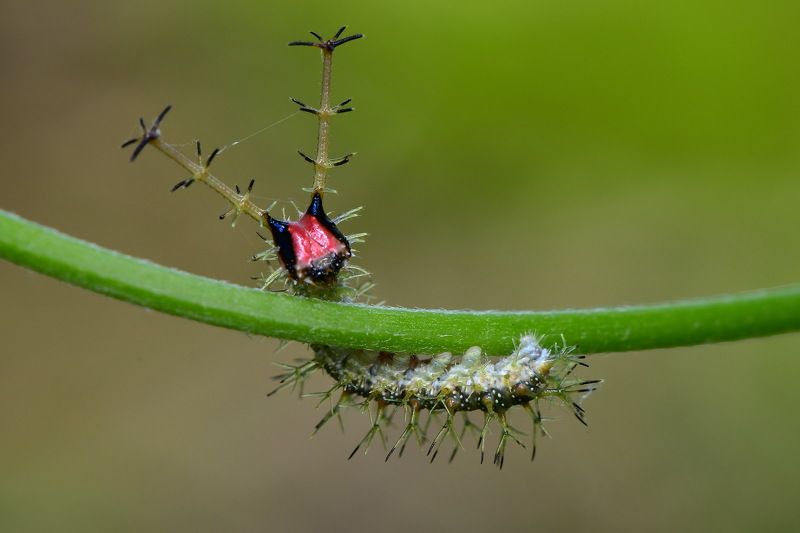 denis moura, mogi das cruzes, brasil, lagarta Lagarta фото превью