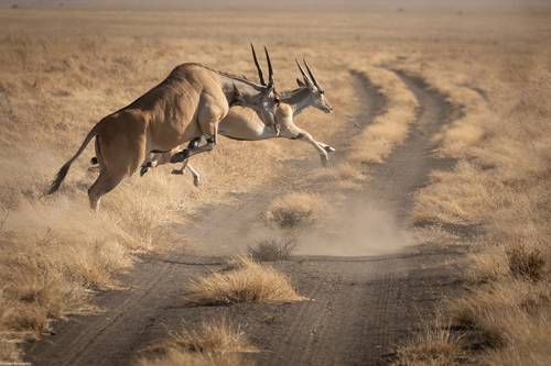 Antelope Jump