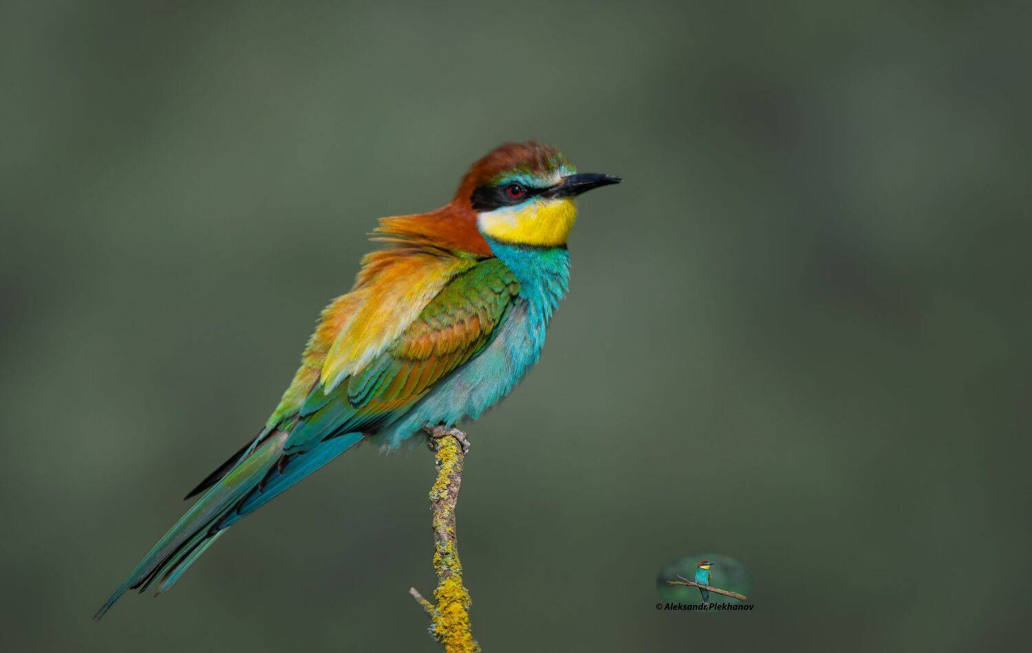 wildlife, Alexander Plekhanov