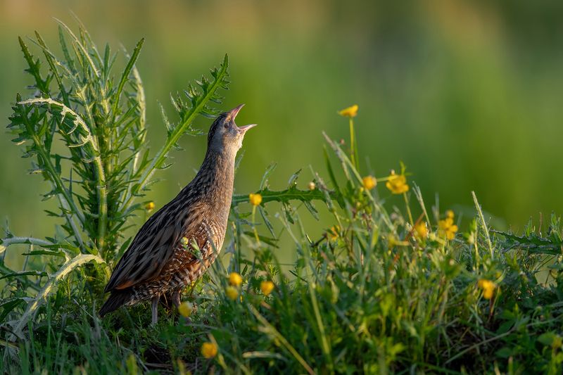 Poranny okrzyk фото превью