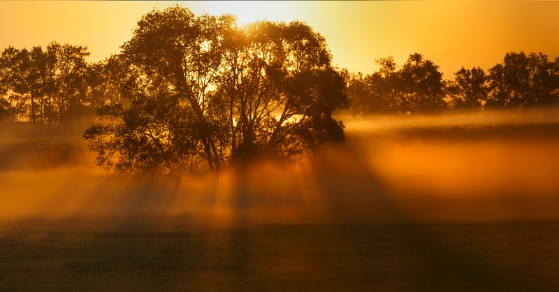 питер, пушкин, царское село, царское, пейзаж, природа, туман, landscape, nature Царскосельская Африка;) фото превью