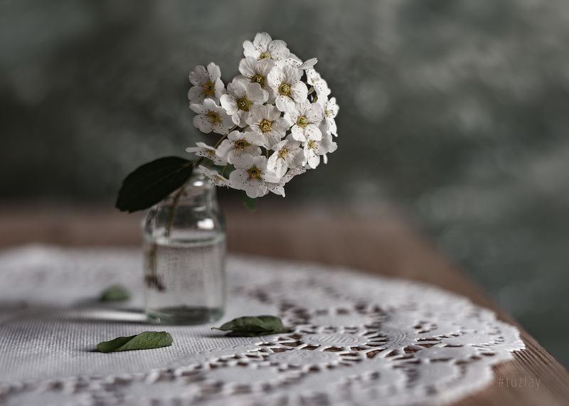 спирея, весна во флаконе, невеста, гелиос 44 И снова про спирею в маленьком флаконе фото превью