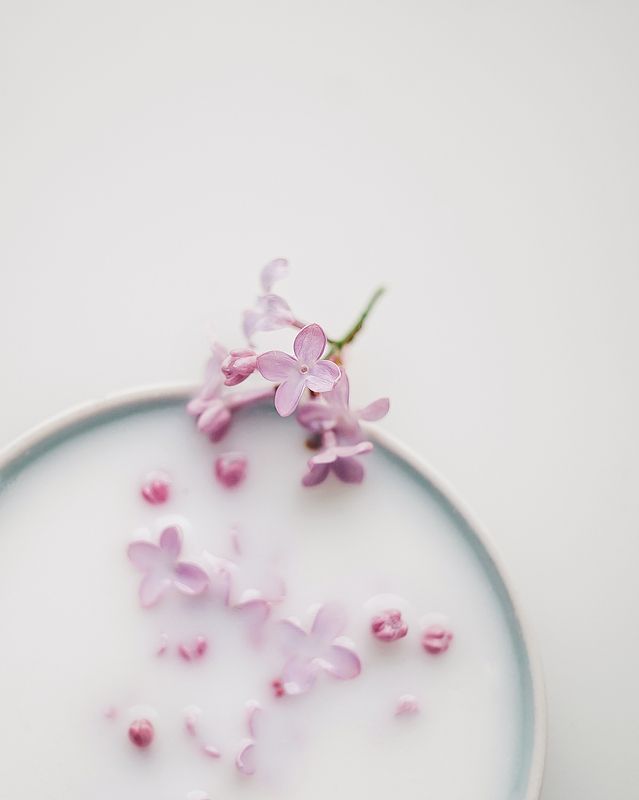 Сирень в молоке фото превью