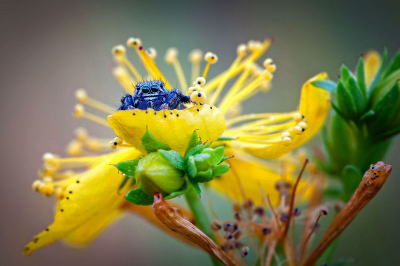 Скакунчик на зверобое фото превью