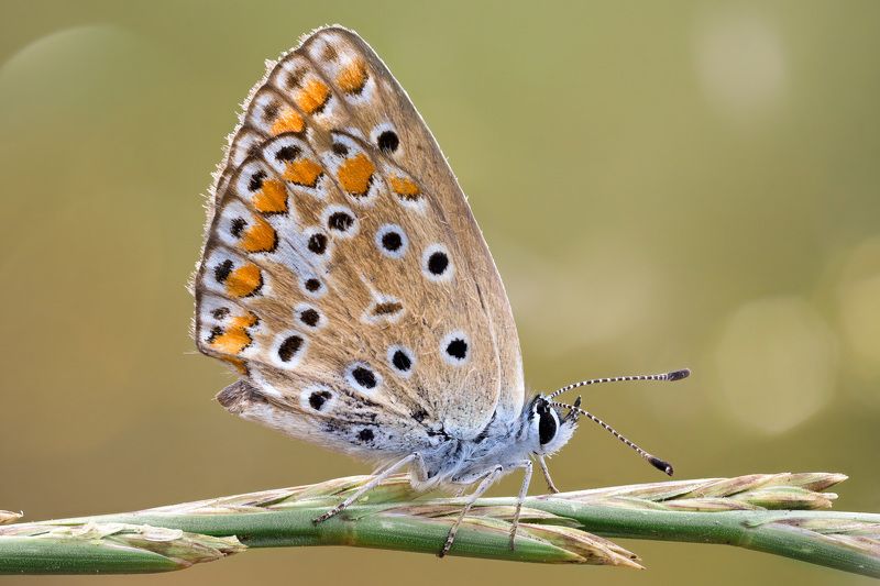 Бабочка Голубянка фото превью