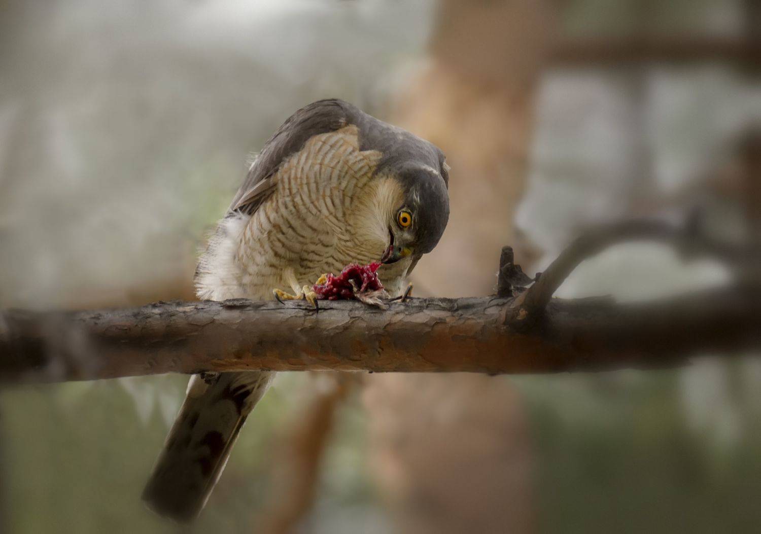 птица, ястреб, добыча,, Марина Мочалова