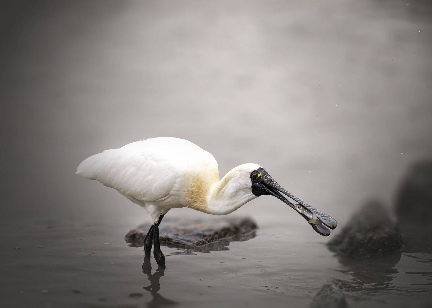 birds, wildlife, spoonbill, nature, Токарев Олег