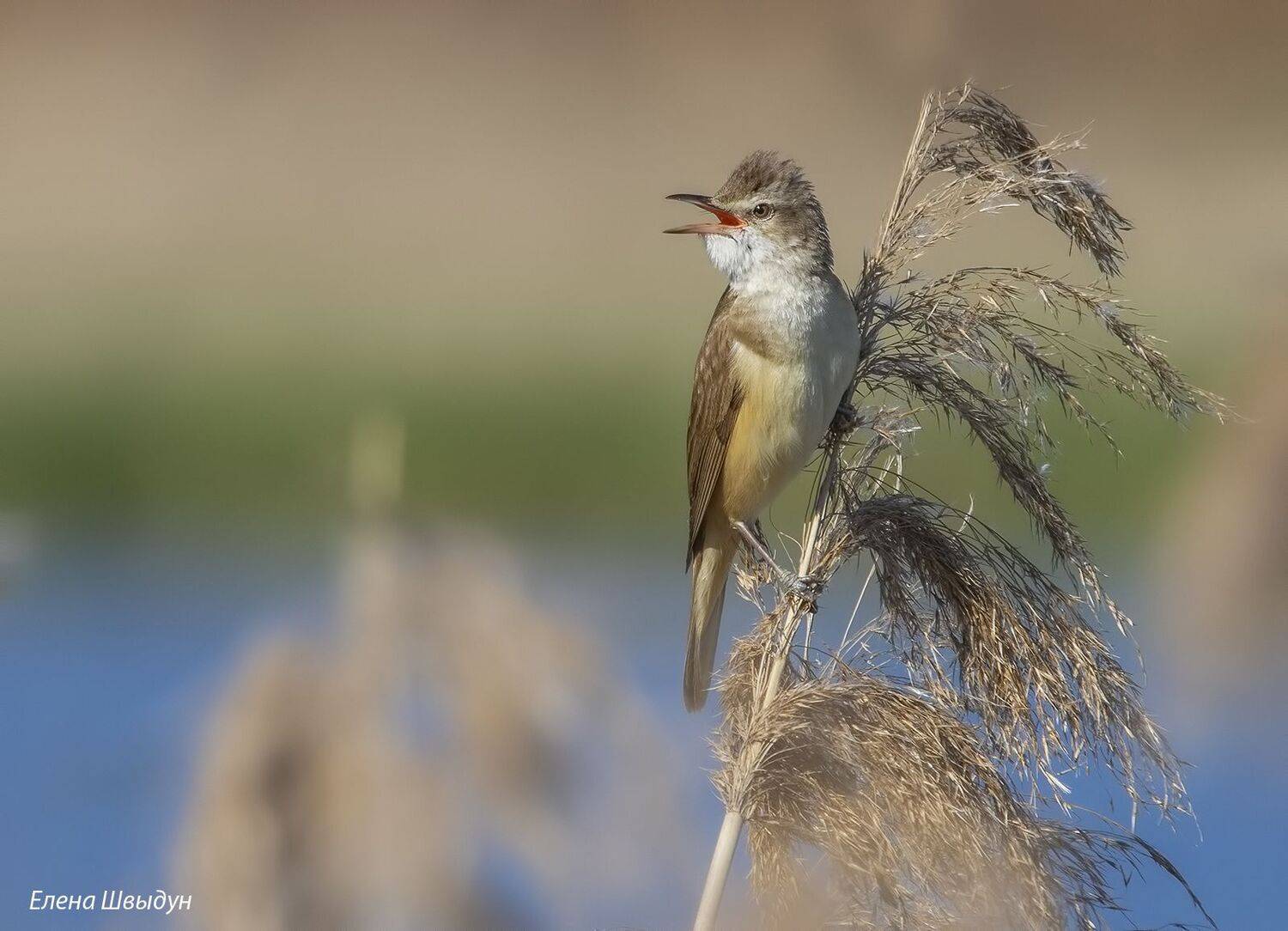 bird of prey, animal, birds, bird,  animal wildlife,  nature,  animals in the wild, great reed warbler, камышевка, дроздовидная камышевка, Елена Швыдун