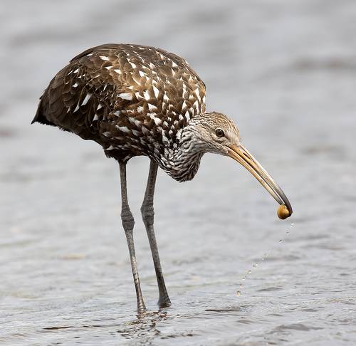 Limpkin  - Арама, или пастушковый журавль