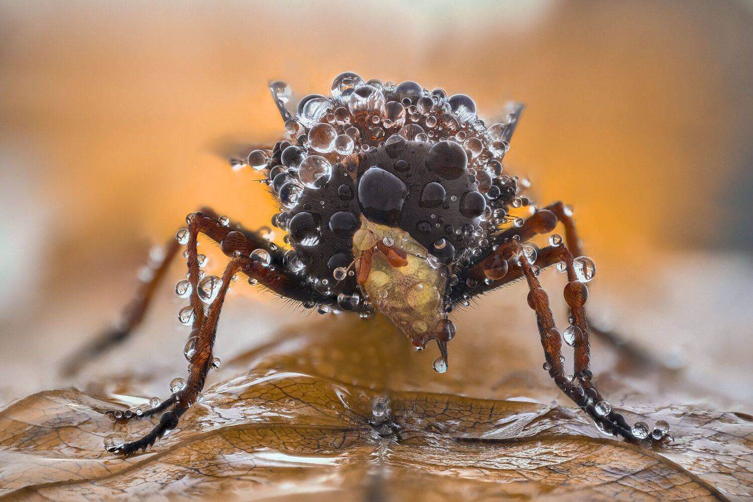 ceclii, macro, lomo 3.7, Tsvetan Ganev