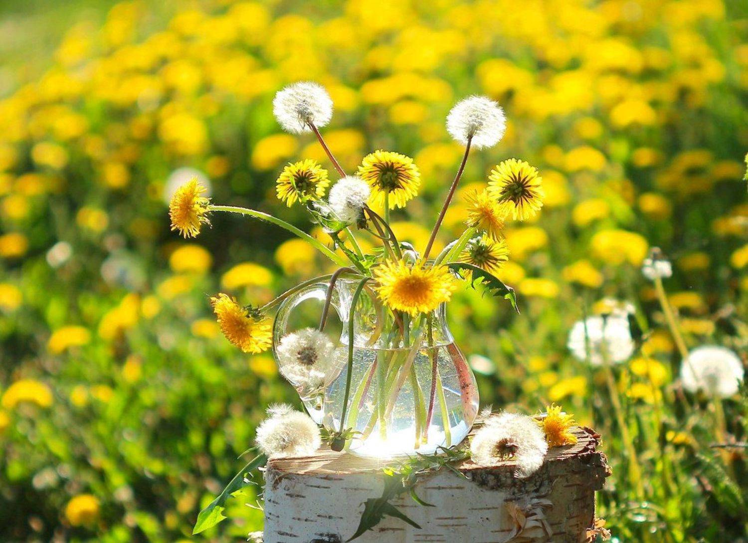 натюрморт, фотонатюрморт, лето, цветы, одуванчики,  наталья казанцева, Наталья Казанцева