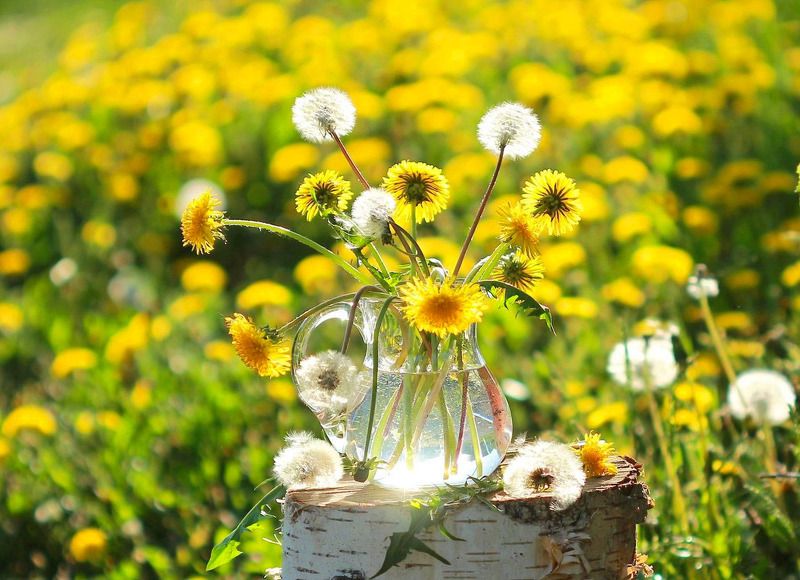 натюрморт, фотонатюрморт, лето, цветы, одуванчики,  наталья казанцева Первый день лета фото превью