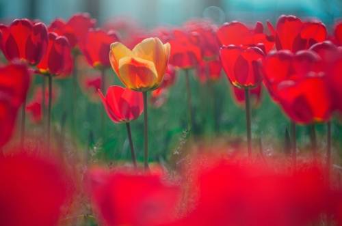 Тюльпаны в ZENITе.