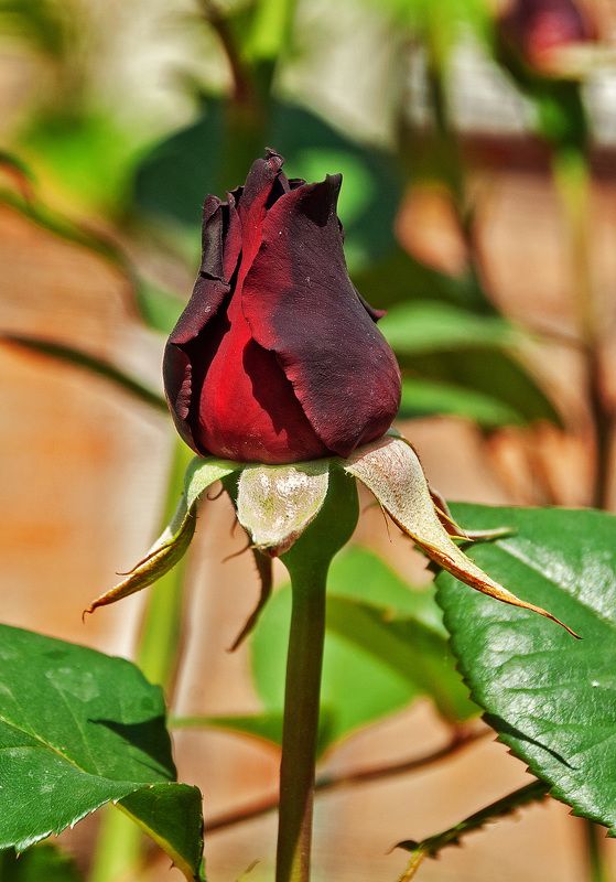 Скоро расцветет фото превью