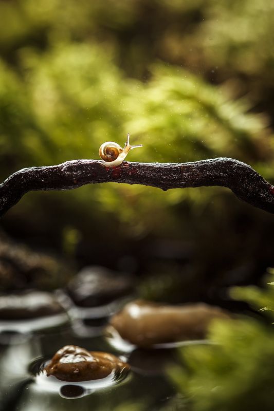. фото превью