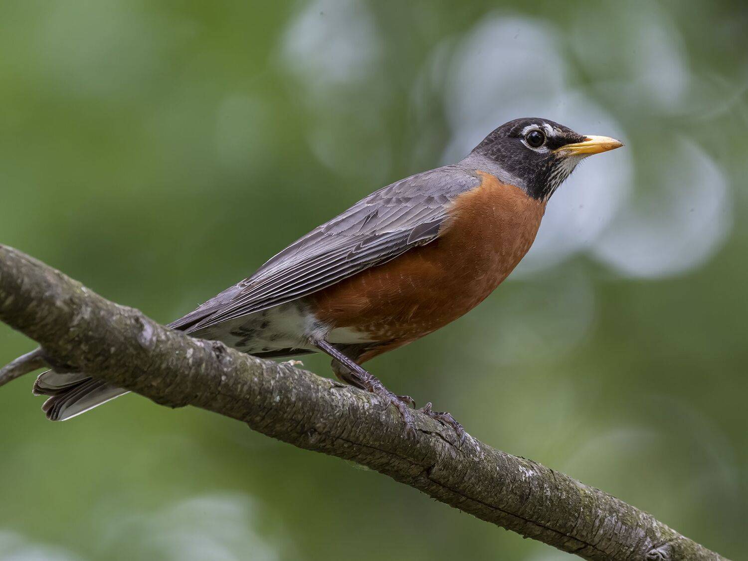 , Fernando Burgalin Sequeira