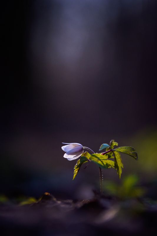 макро, нежность, тайна, таинственный лес, макро истории, цветы, цветок, ветренница, вчувствование, лес, тишина, forest, macro story, forest, nature, silence, macro, flowers, spring \