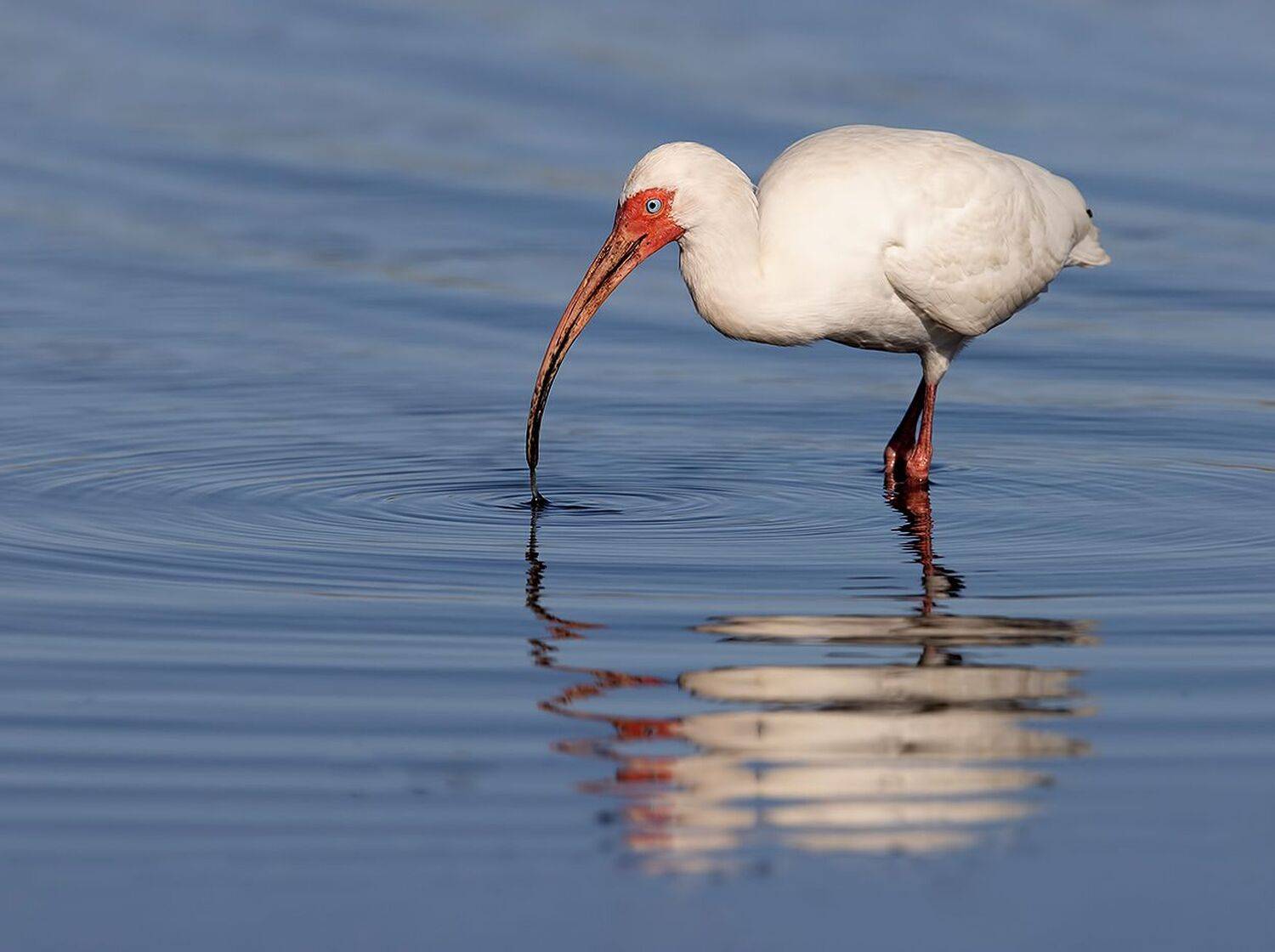 ибис, white ibis, ibis, florida, флорида, Elizabeth Etkind