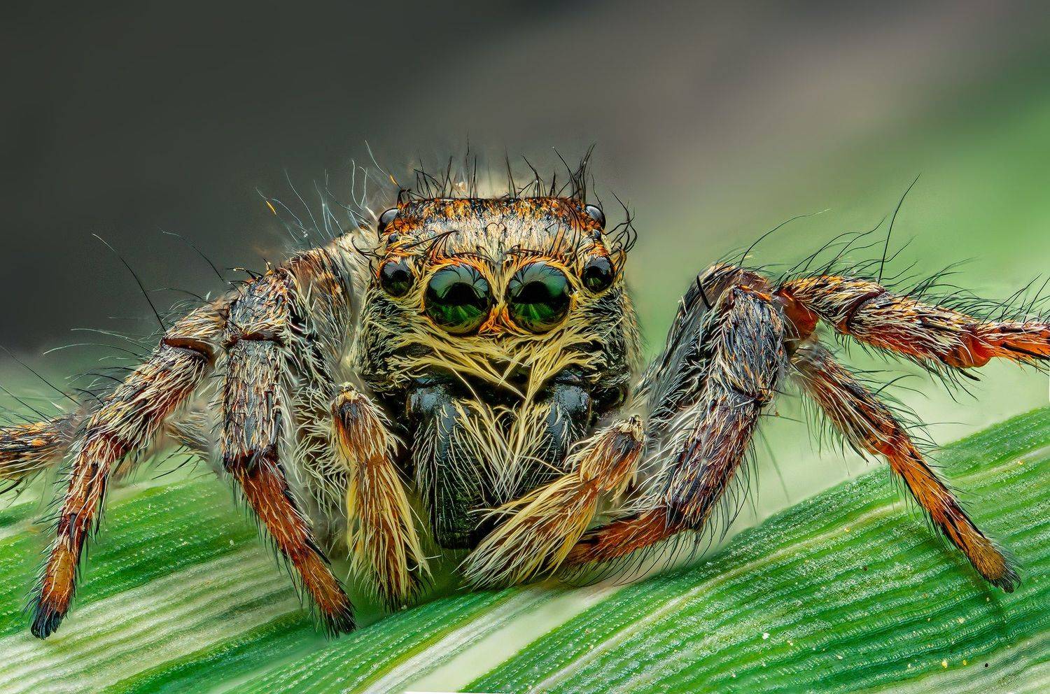 паук, скакунчик, макро, стекинг, сад, лето, природа, Иван Радьков