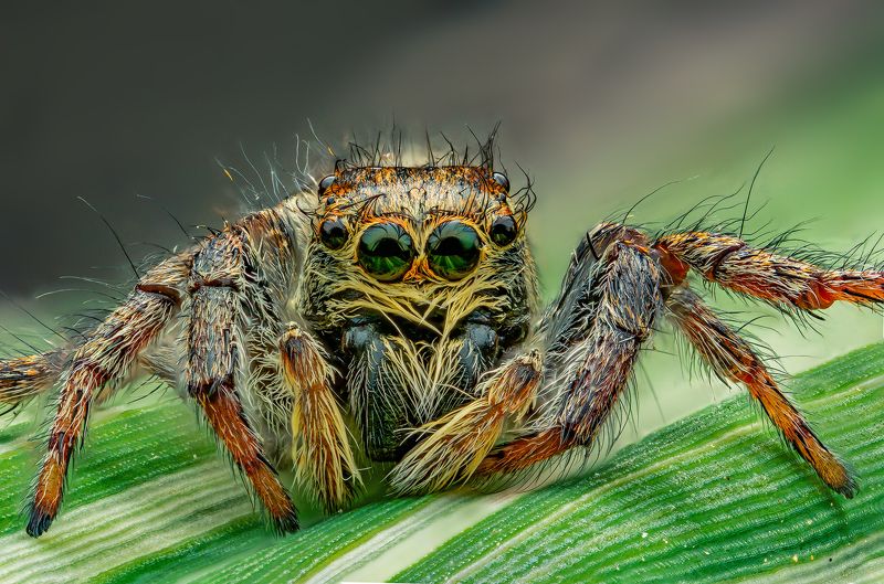 паук, скакунчик, макро, стекинг, сад, лето, природа Скакунчик фото превью