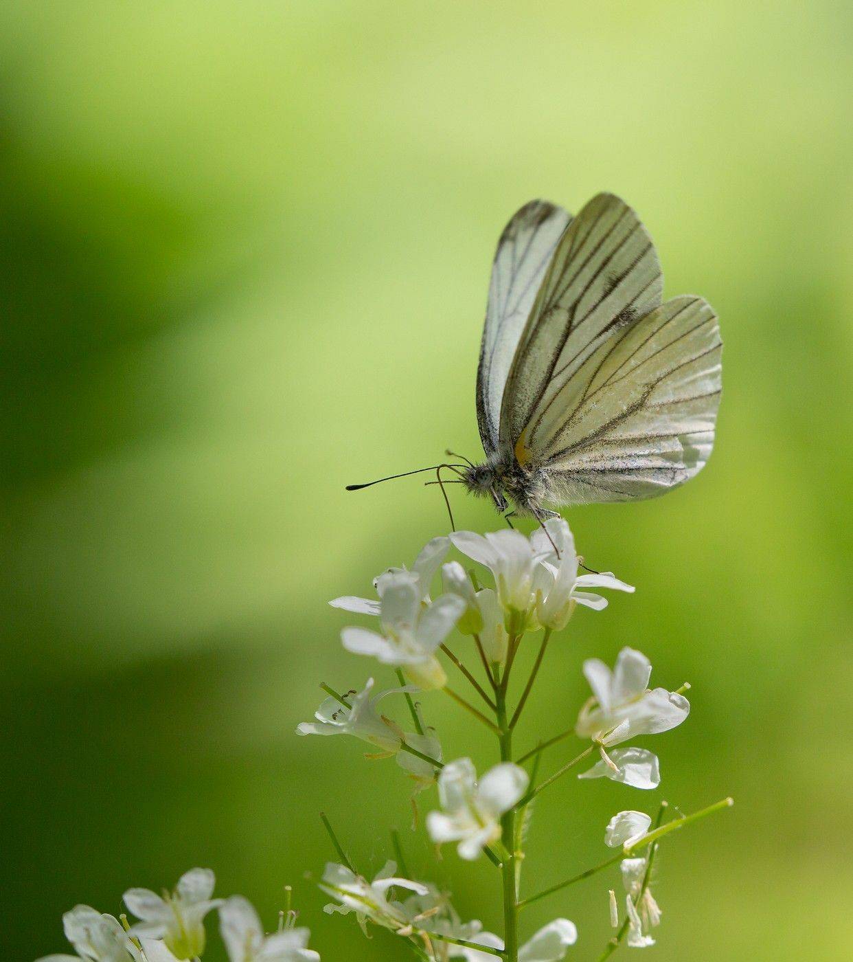бабочка белянка май, Евгений Слободской