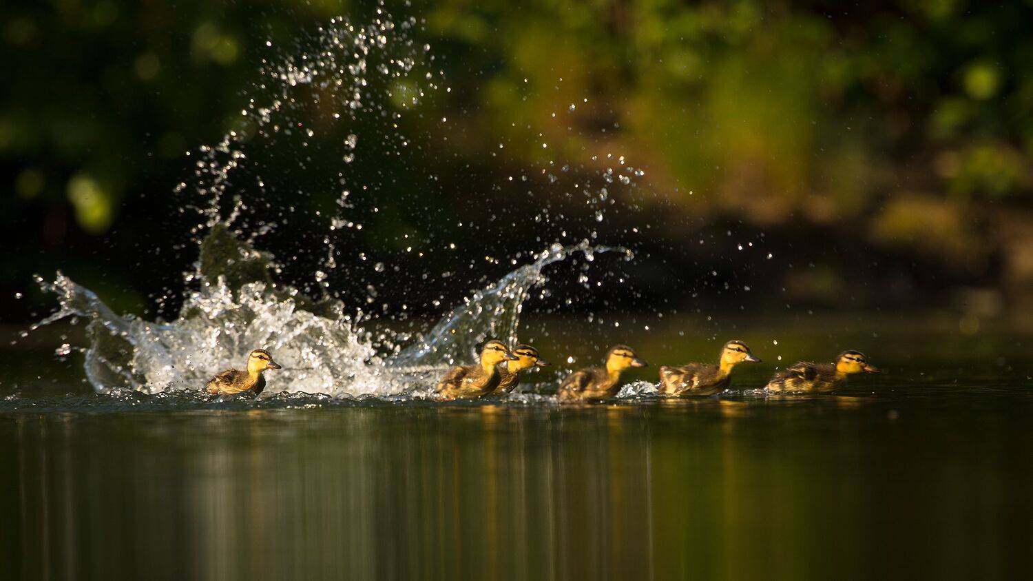 Ducklings. Автор: Robert Adamec , Robert Adamec