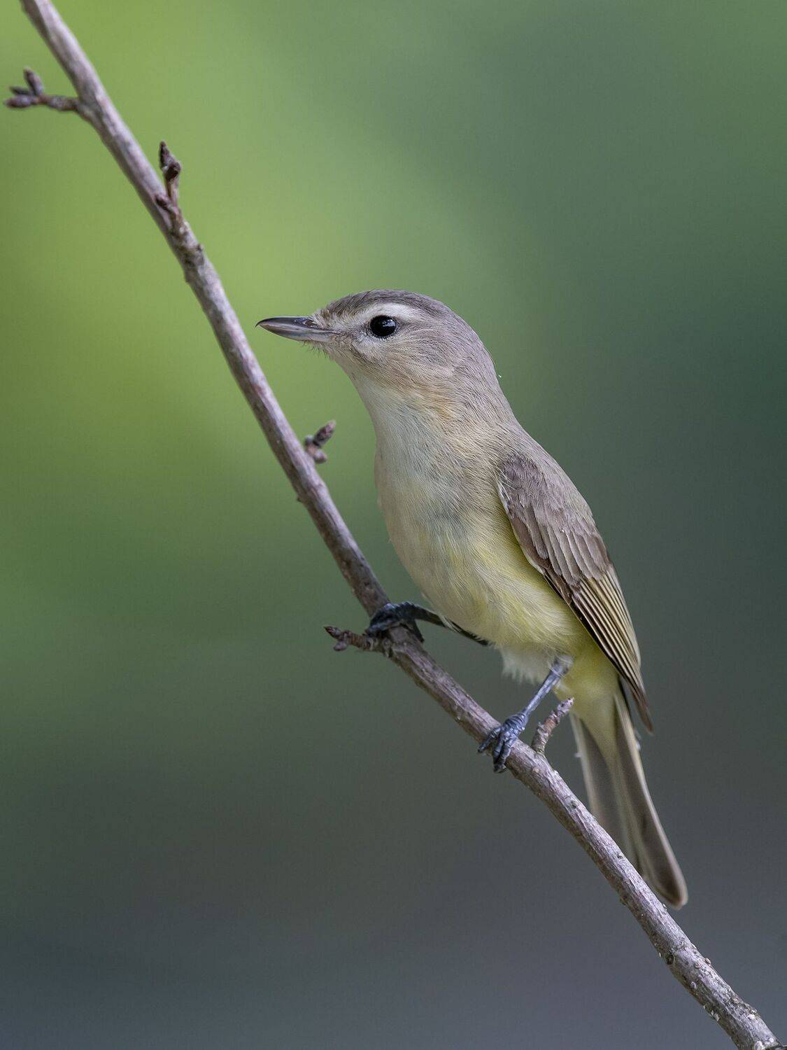 , Fernando Burgalin Sequeira
