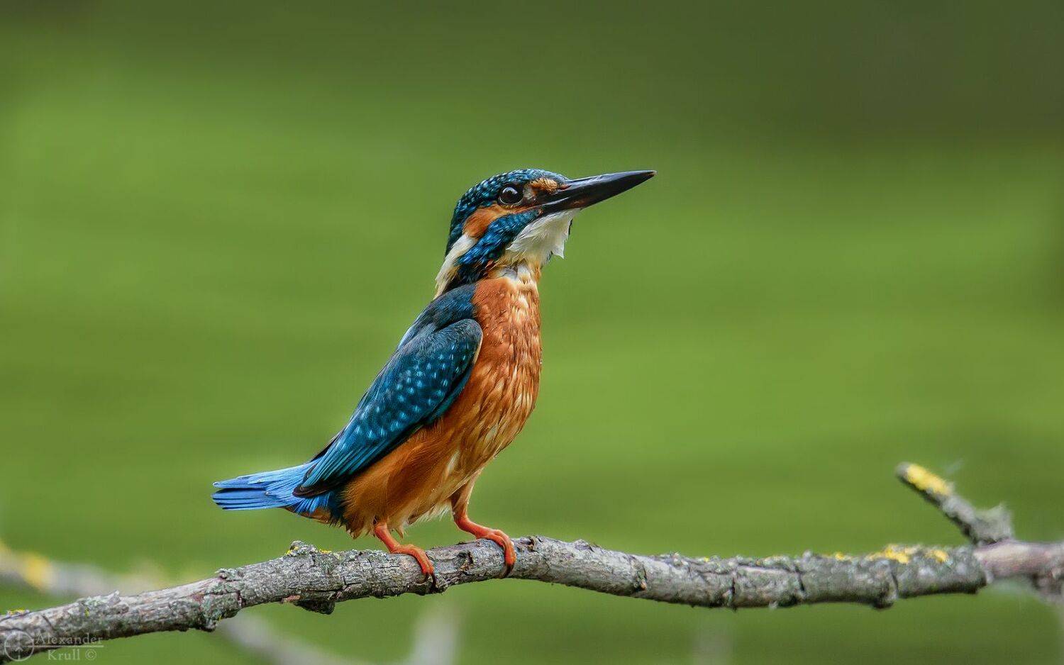 , Александр Круль