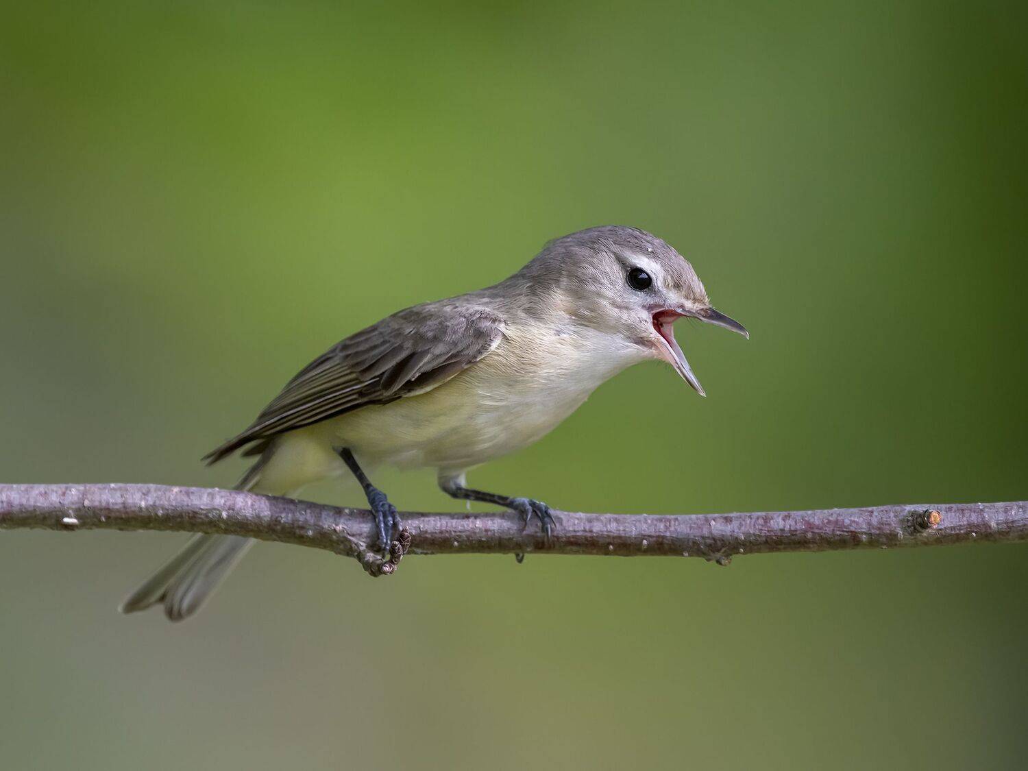 , Fernando Burgalin Sequeira