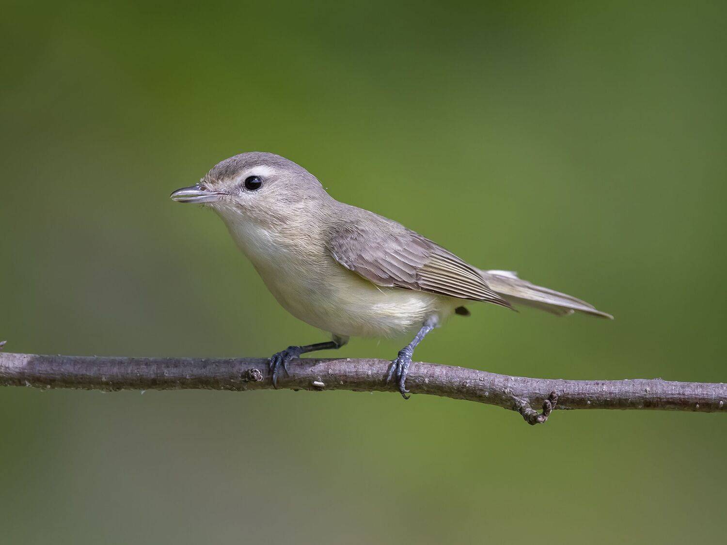 , Fernando Burgalin Sequeira