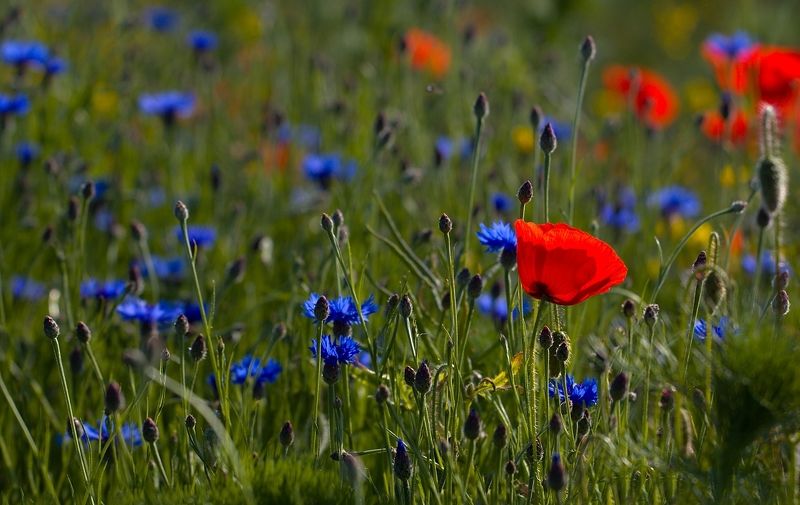 Flowering meadow in Moravian Slovakia фото превью