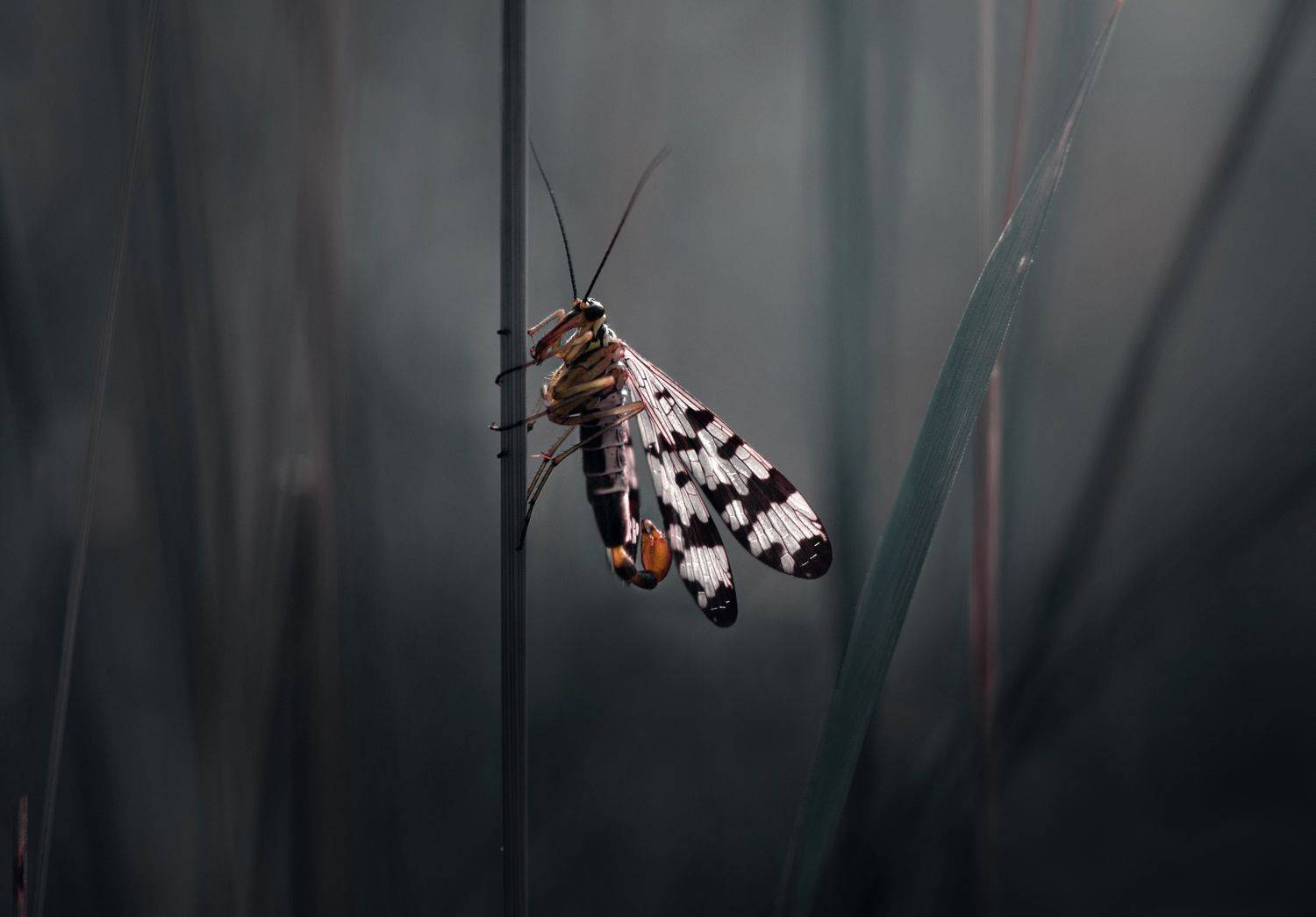 лес, свет, утро, природа, Баранов Олег